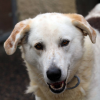 Photo de Alabama - Chien Mâle de race inconnue