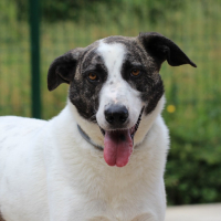 Photo de Alden - Chien Mâle de race inconnue