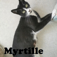 Photo de Myrtille - Chat Femelle Européen