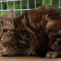 Photo de Sandie - Chat Femelle Européen