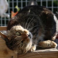 Photo de Amaya - Chat Femelle Européen
