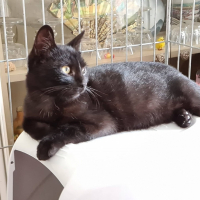Photo de SCHOCO - Chat Mâle Européen