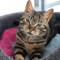 Photo de Sidonie - Chat Femelle de race inconnue