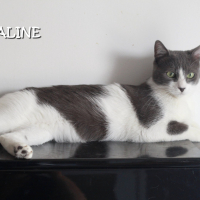 Photo de CALINE - Chat Femelle Européen