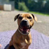 Photo de MIKI - Chien Femelle Staffordshire Bull Terrier