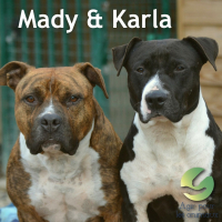 Photo de Mady & Karla - Chien American Staffordshire Terrier