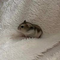 Photo de Tamina - Rongeur Femelle Hamster