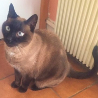 Photo de Eole - Chat Mâle Siamois