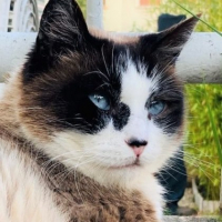 Photo de Saphir - Chat Femelle Siamois