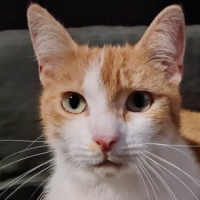 Photo de DIABOLO - Chat Mâle Européen