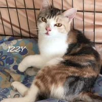 Photo de IZZY - Chat Femelle Européen