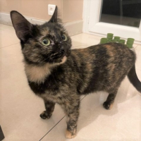 Photo de Naya - Chat Femelle Européen