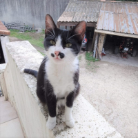 Photo de Flavia - Chat Femelle Européen