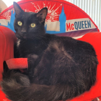 Photo de Raoul - Chat Mâle Européen