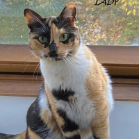 Photo de LADY - Chat Femelle Européen