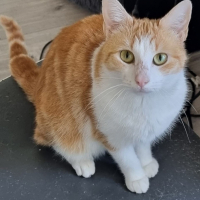 Photo de TYA - Chat Femelle Européen