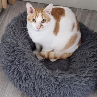 Photo de TINO - Chat Mâle Européen