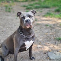 Photo de Naiya - Chien Femelle American Staffordshire Terrier