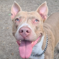 Photo de Mwaka  - Chien Femelle American Staffordshire Terrier