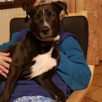 Photo de Nala - Chien Femelle de race inconnue