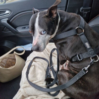 Photo de Bulma - Chien Femelle Staffordshire Bull Terrier