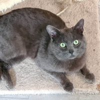 Photo de CROQUETTE - Chat Mâle de race inconnue