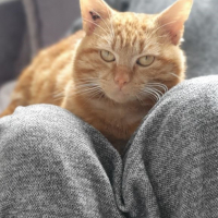 Photo de TAO - Chat Mâle Européen