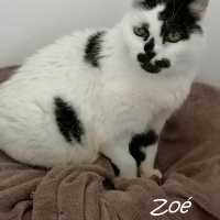 Photo de ZOE - Chat Femelle Européen