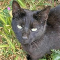 Photo de petunia - Chat Femelle Européen