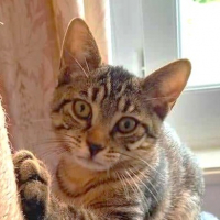 Photo de CACHOU - Chat Mâle Européen