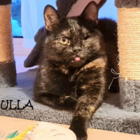 Photo de ULLA - Chat Femelle Européen