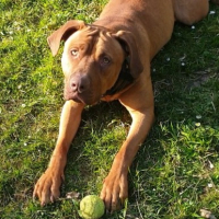 Photo de Shadow