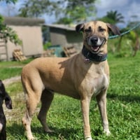 Photo de GARAGETTE - Chien Femelle de race inconnue