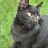Photo de Zora - Chat Femelle Européen