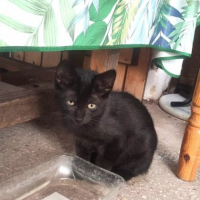 Photo de cachou - Chat Mâle Européen