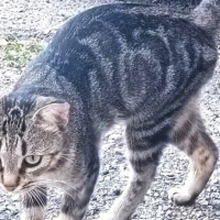 Photo de vali - Chat Femelle Européen