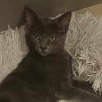 Photo de DAENERYS - Chat Femelle Européen