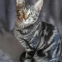 Photo de CHARMEUR - Chat Mâle Européen