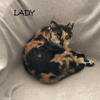 Photo de LADY - Chat Femelle Européen