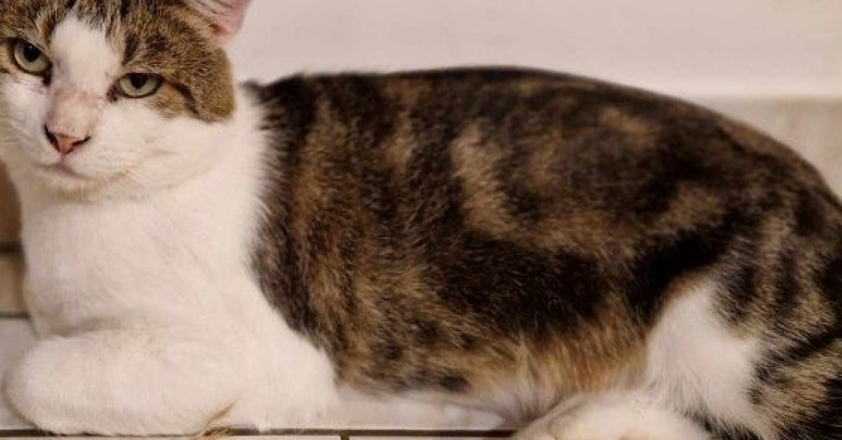 Adoptez MISTER Chat Mâle Européen