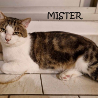 Photo de MISTER - Chat Mâle Européen