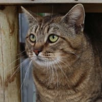 Photo de Romeo