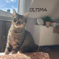 Photo de ULTIMA - Chat Femelle Européen
