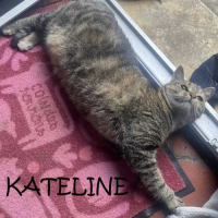 Photo de KATELINE - Chat Femelle Européen