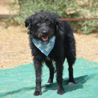 Photo de YEDRA - Chien Femelle de race inconnue