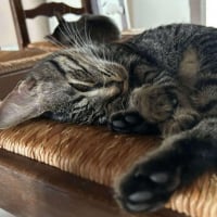 Photo de HATHOR 