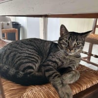 Photo de REGLISSE