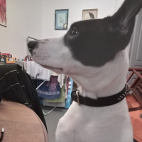 Photo de Vodka - Chien Femelle de race inconnue