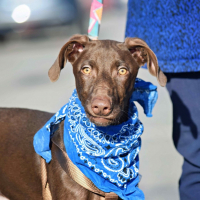 Photo de BROWN - Chien Mâle de race inconnue