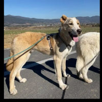 Photo de Nikola